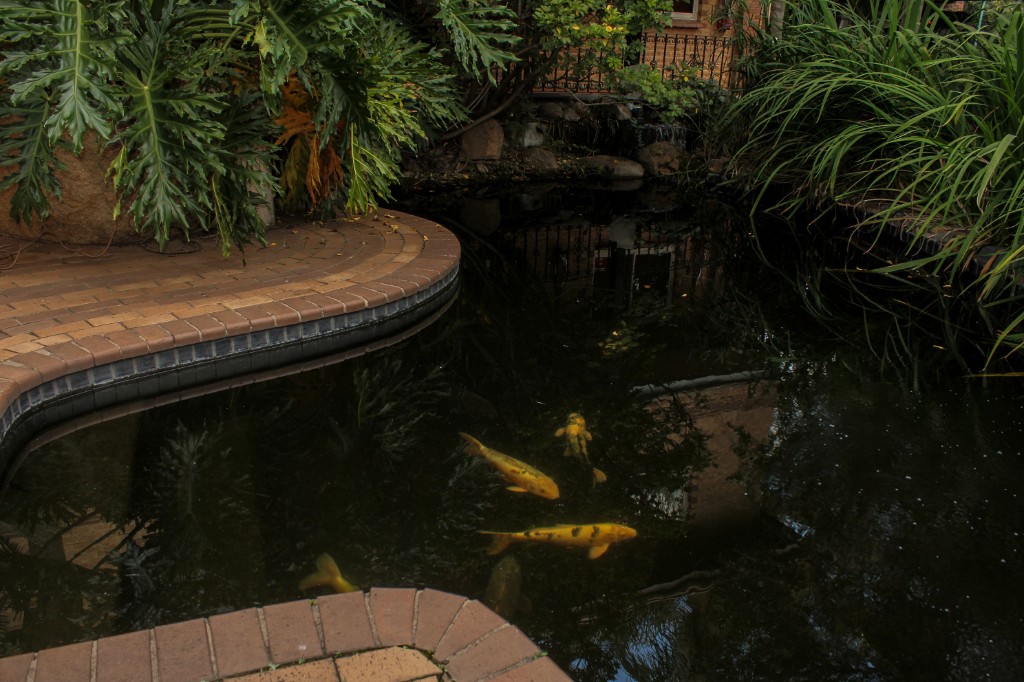 Koi Pond